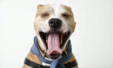 Bocejos humanos são contagiosos também para cães? A ciência responde