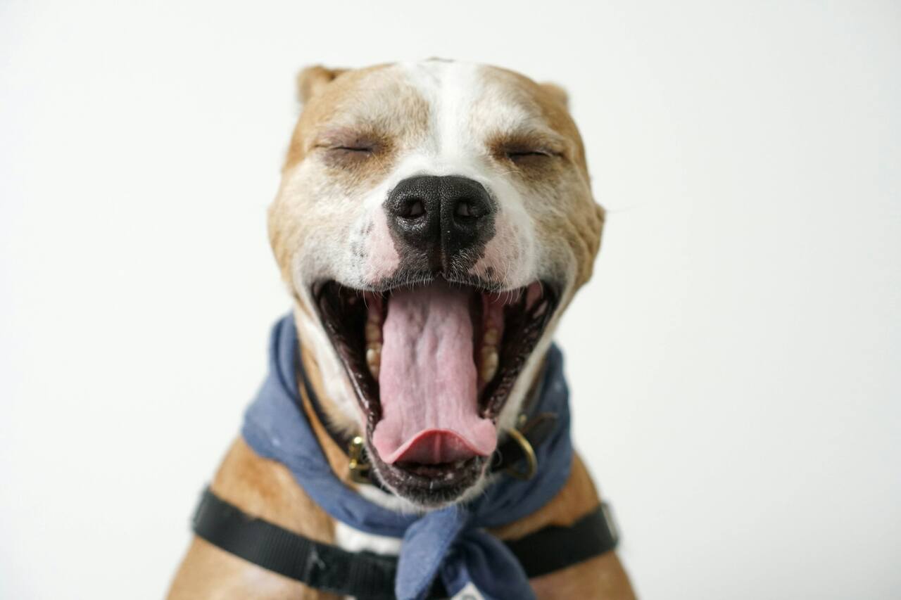 Yawning in humans is also contagious for dogs? Science answers