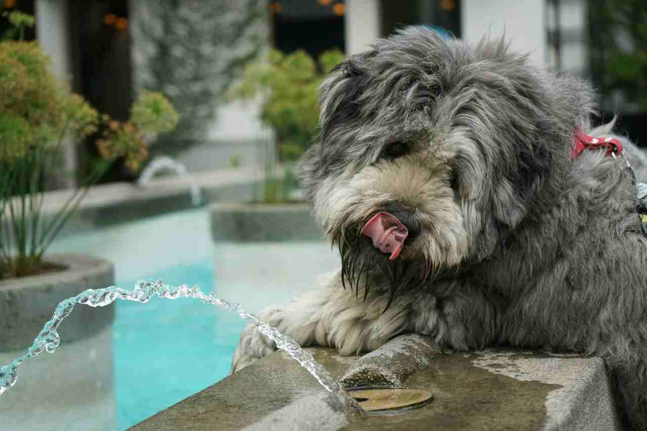 Cuide da água para manter seu pet livre da giardíase