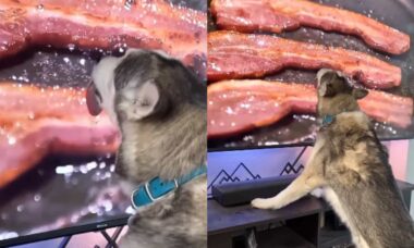 Vídeo hilário: cão guloso lambe tela de TV ao ver bacon na frigideira