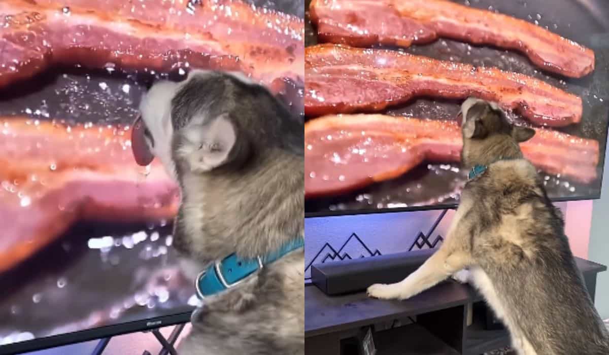 Vídeo hilário: cão guloso lambe tela de TV ao ver bacon na frigideira