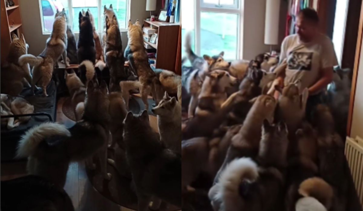 Vídeo fofo: homem passa 5 dias fora e é recebido calorosamente por seus huskies