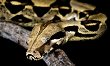 Confira 15 mitos e verdades sobre as cobras