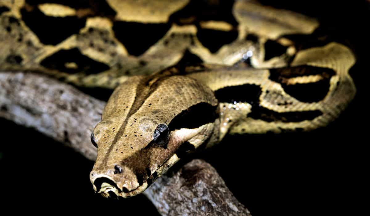 Oppdag 15 myter og sannheter om slanger