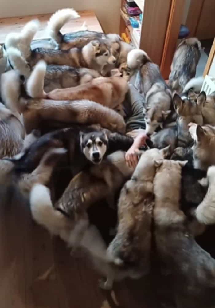 Vídeo fofo: homem passa 5 dias fora e é recebido calorosamente por seus huskies (Reprodução / Instagram)