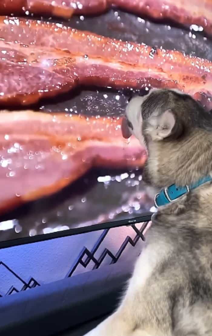 Vídeo hilário: cão guloso lambe tela de TV ao ver bacon na frigideira (Reprodução / Instagram)