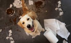 Dr. Bactéria dá 5 dicas para manter higienizada a casa de quem vive com pets