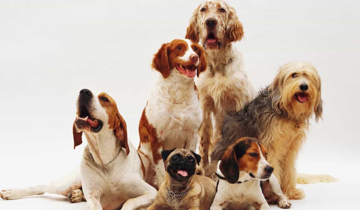 Oppdag de 7 mest veloppdragne hunderasene, ifølge eksperter