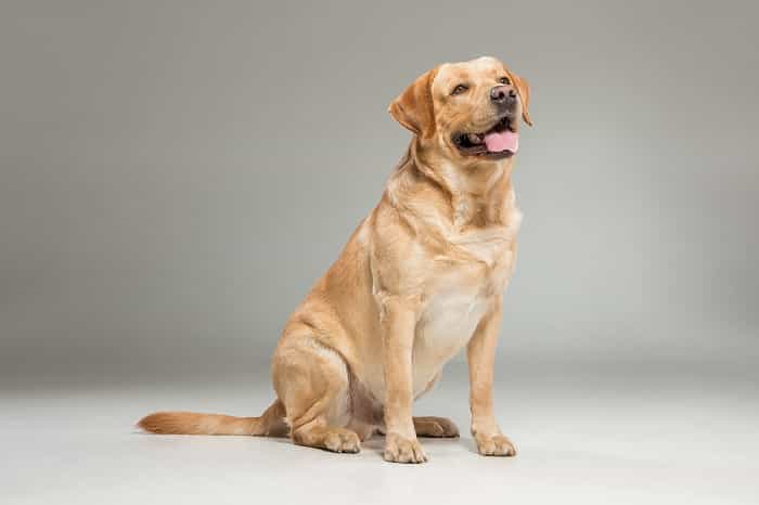 Labrador Retriever (Freepik)