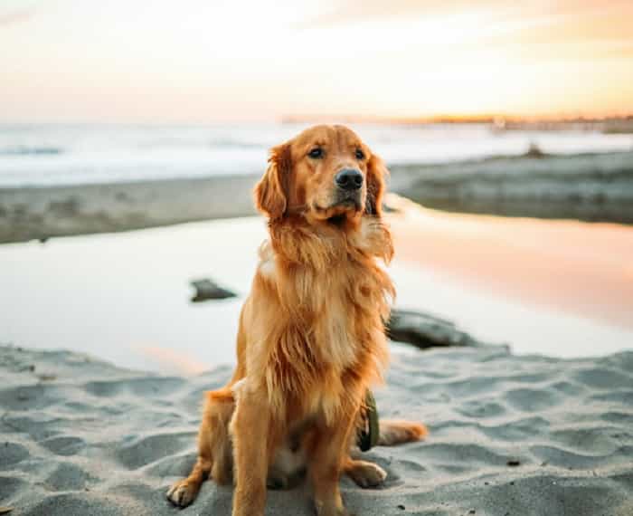 Golden Retriever (Freepik)