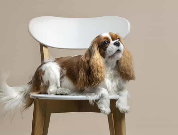 Cavalier King Charles Spaniël (Freepik)