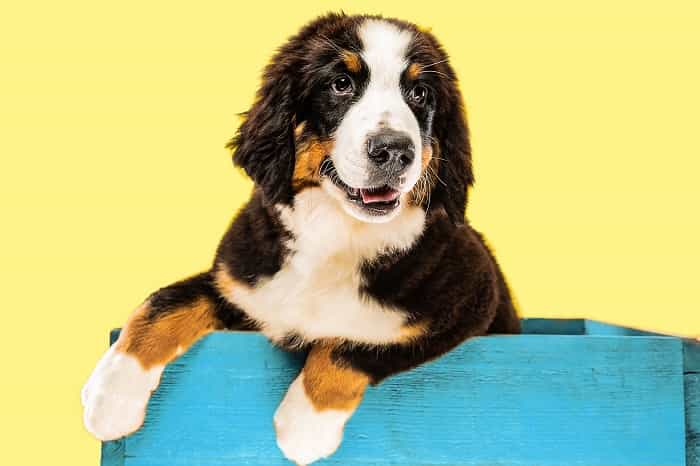 Berner Sennenhond (Freepik)