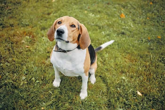 Beagle (Freepik)