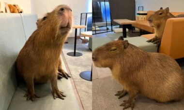 Vídeo: conheça o café japonês em que os fregueses são recepcionados por capivaras