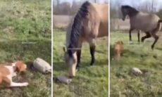 Sköldpadda skrämmer nästan hund och häst till döds. Källa: Instagram Reproduktion