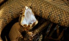 Pesquisador brasileiro pisa 40 mil veezes em cobras venenosas para estudar picadas