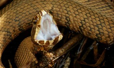 Pesquisador brasileiro pisa 40 mil veezes em cobras venenosas para estudar picadas