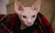 Estudo revela quais são as raças de gatos que vivem mais e as que partem mais cedo