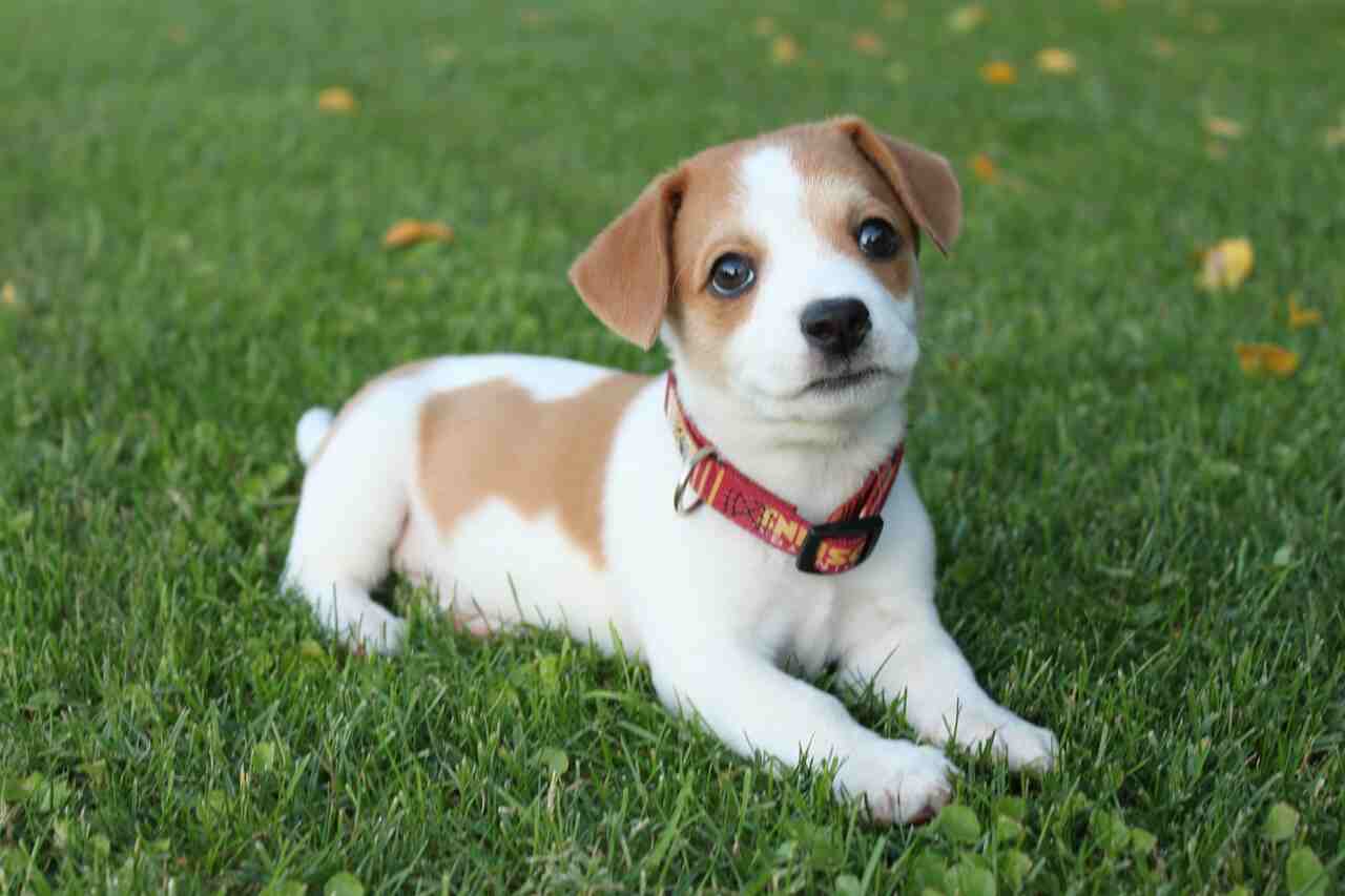 Scopri qual è il momento giusto per castrare il tuo cane e i benefici di questa procedura