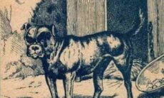 Kan du hitta ägaren till hunden på bilden inom 8 sekunder? Foto: Reproduktion Pinterest