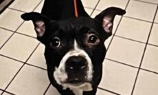 Cãozinho aparece decapitado em parque; suspeito foi detido