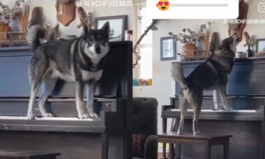 En hund framför en dramatisk sång med piano och röst. Foto: Reproduktion Instagram
