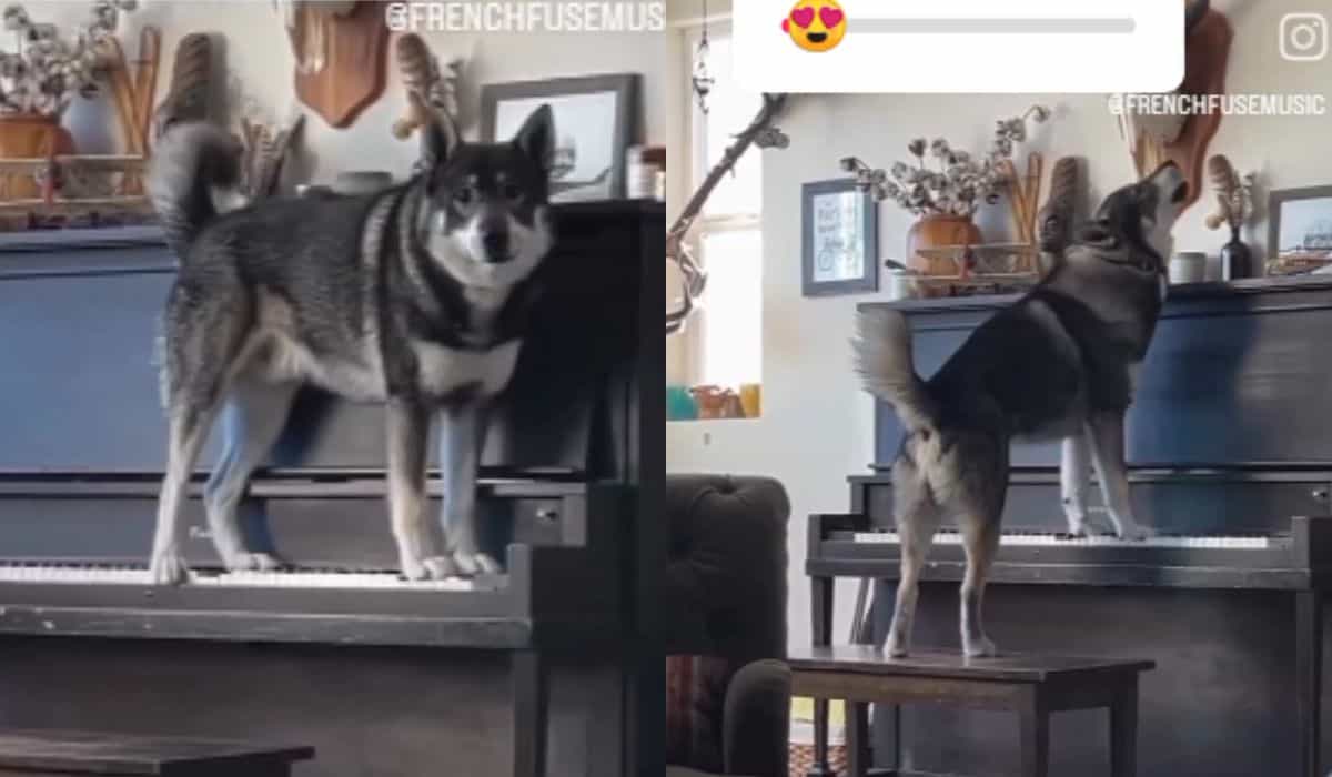 Ein Hund führt ein dramatisches Lied mit Klavier und Stimme auf. Foto: Reproduktion Instagram