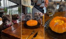 Vídeo fofo: cães gourmet ganham camarão na moranga para o jantar