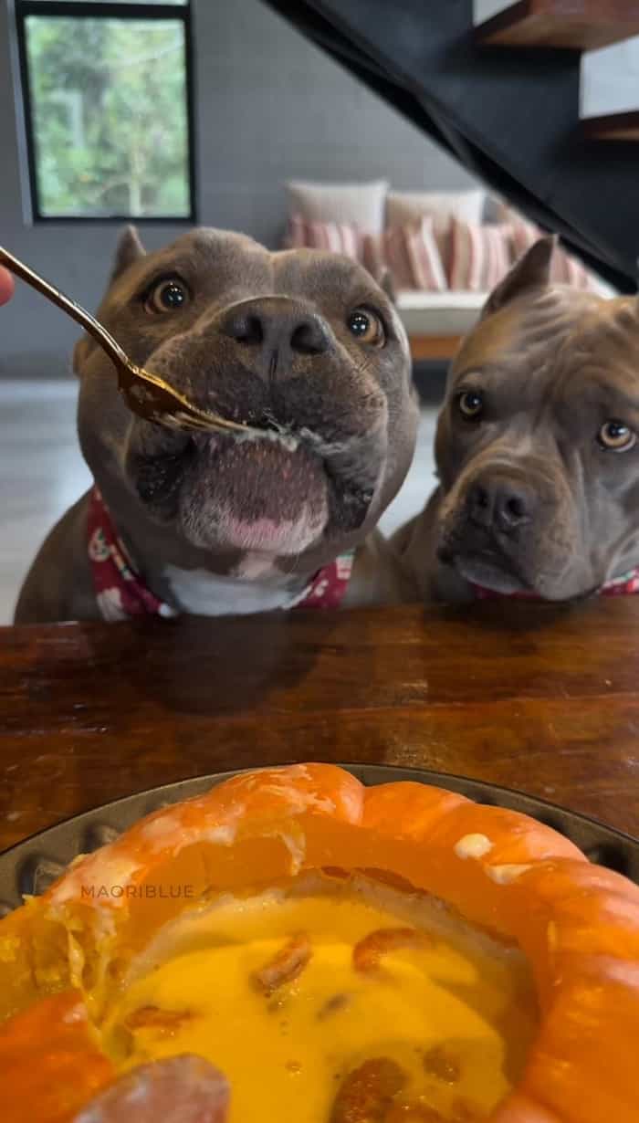 Søtt video: Gourmet-hunder nyter reker i gresskar til middag (Reproduksjon / Instagram)