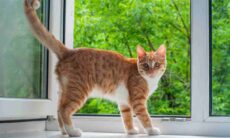 Homem vai para o hospital após gato cair sobre sua cabeça durante passeio com o cão