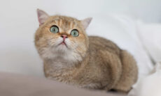 Gatos podem ser treinados a usar o banheiro, mas especialistas alertam sobre riscos