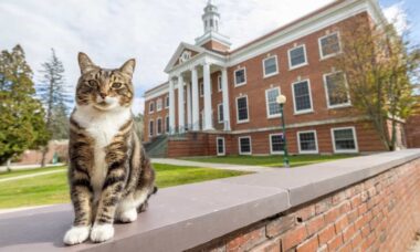 Gato recebe diploma honorário na Universidade de Vermont; entenda