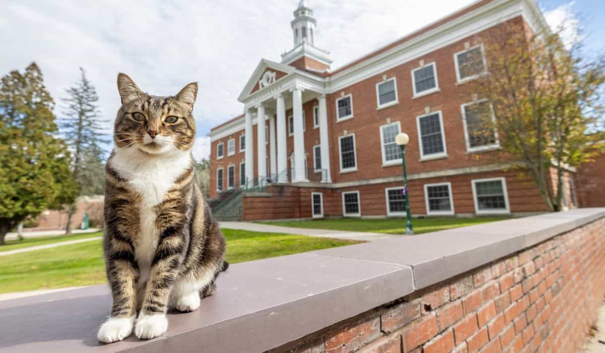 Katt mottar æresdiplom ved University of Vermont; forstå