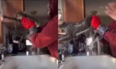 Vídeo hilário: conheça o gato que mais detesta banho no mundo