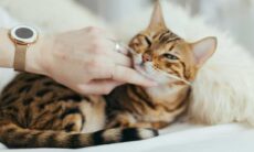 Katter. Foto: Reproduktion Paul Hanaoka | Unsplash