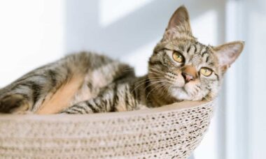 Nova vacina japonesa promete dobrar a expectativa de vida dos gatos