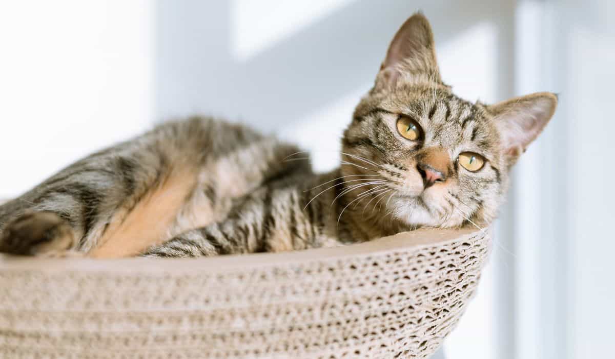 Nieuwe Japanse vaccin belooft de levensverwachting van katten te verdubbelen