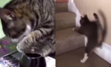 Vídeo hilário: saiba o que acontece com um gato quando ele toma vinho