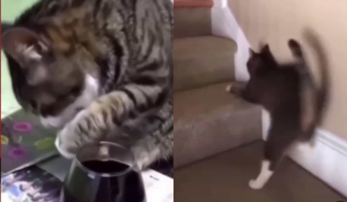 Morsom video: Finn ut hva som skjer med en katt når den drikker vin
