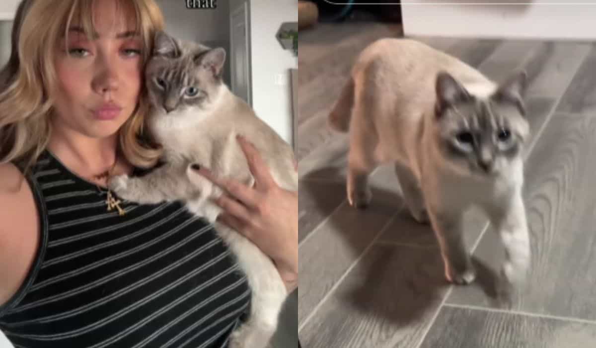 The discovery that the cat is non-binary surprised the woman. Photo: Reproduction TikTok @makkeithh