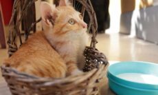 Gatos sofrem infecções cerebrais, ficam cegos e morrem após beber leite cru