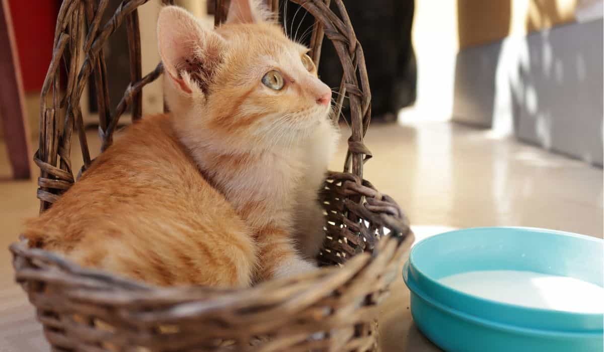 Katzen erleiden Gehirninfektionen, werden blind und sterben nach dem Trinken von Rohmilch