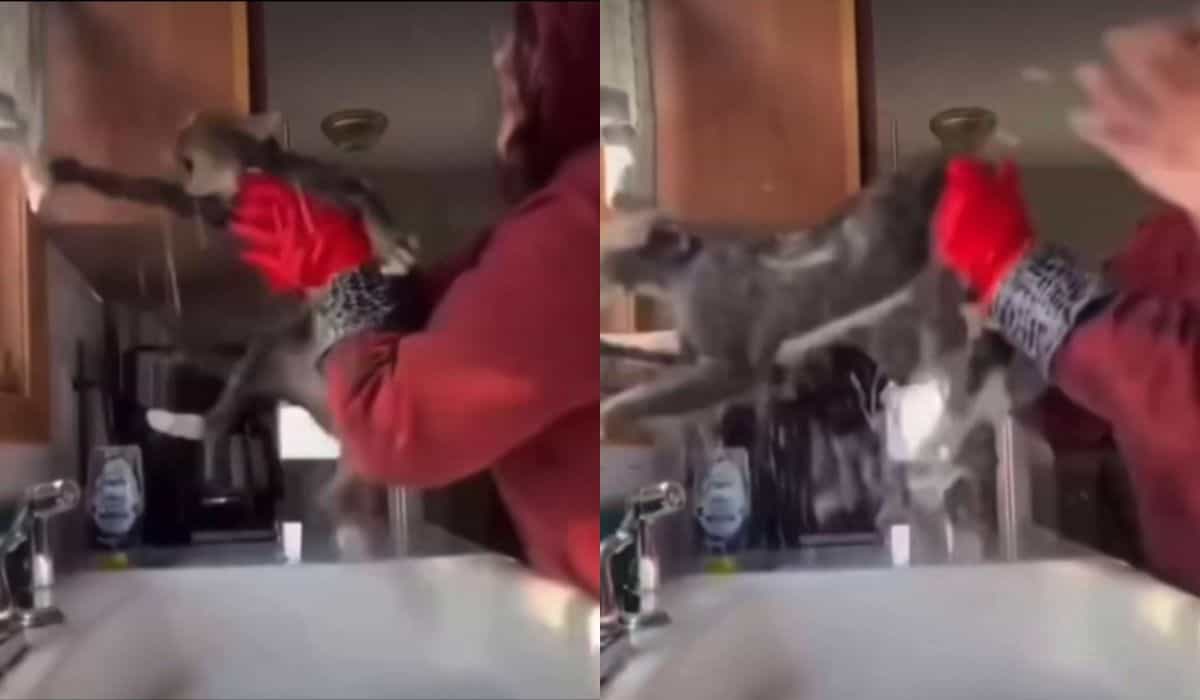 Video divertente: incontra il gatto che detesta di più i bagni al mondo
