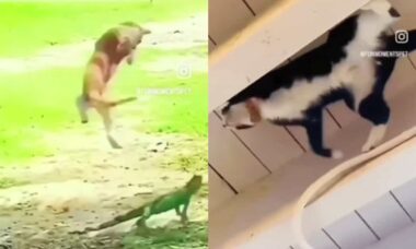 Missão impossível: vídeo registra gatos em acrobacias impressionantes