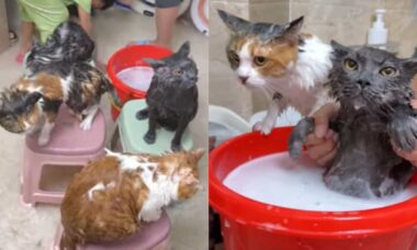 Vídeo hilário reúne gatos que adoram tomar banho