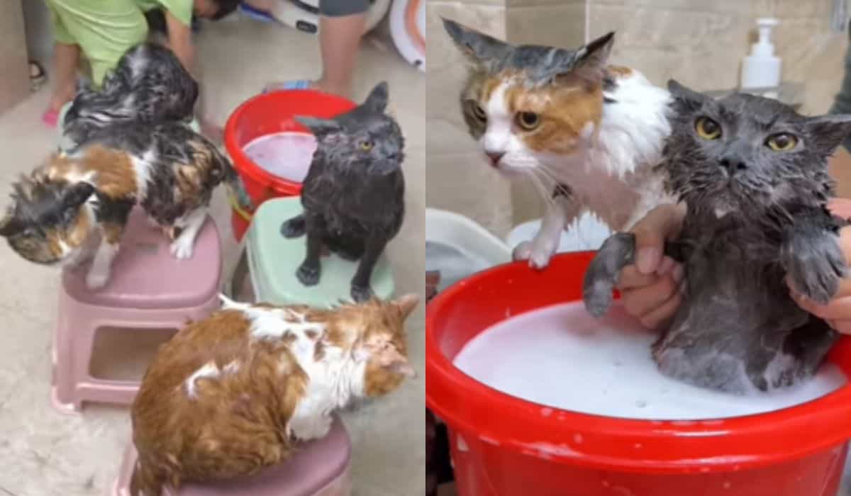 Vídeo hilário reúne gatos que adoram tomar banho