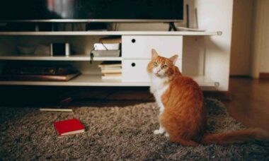 Especialista explica por que gatos gostam de ver TV e se isso é bom