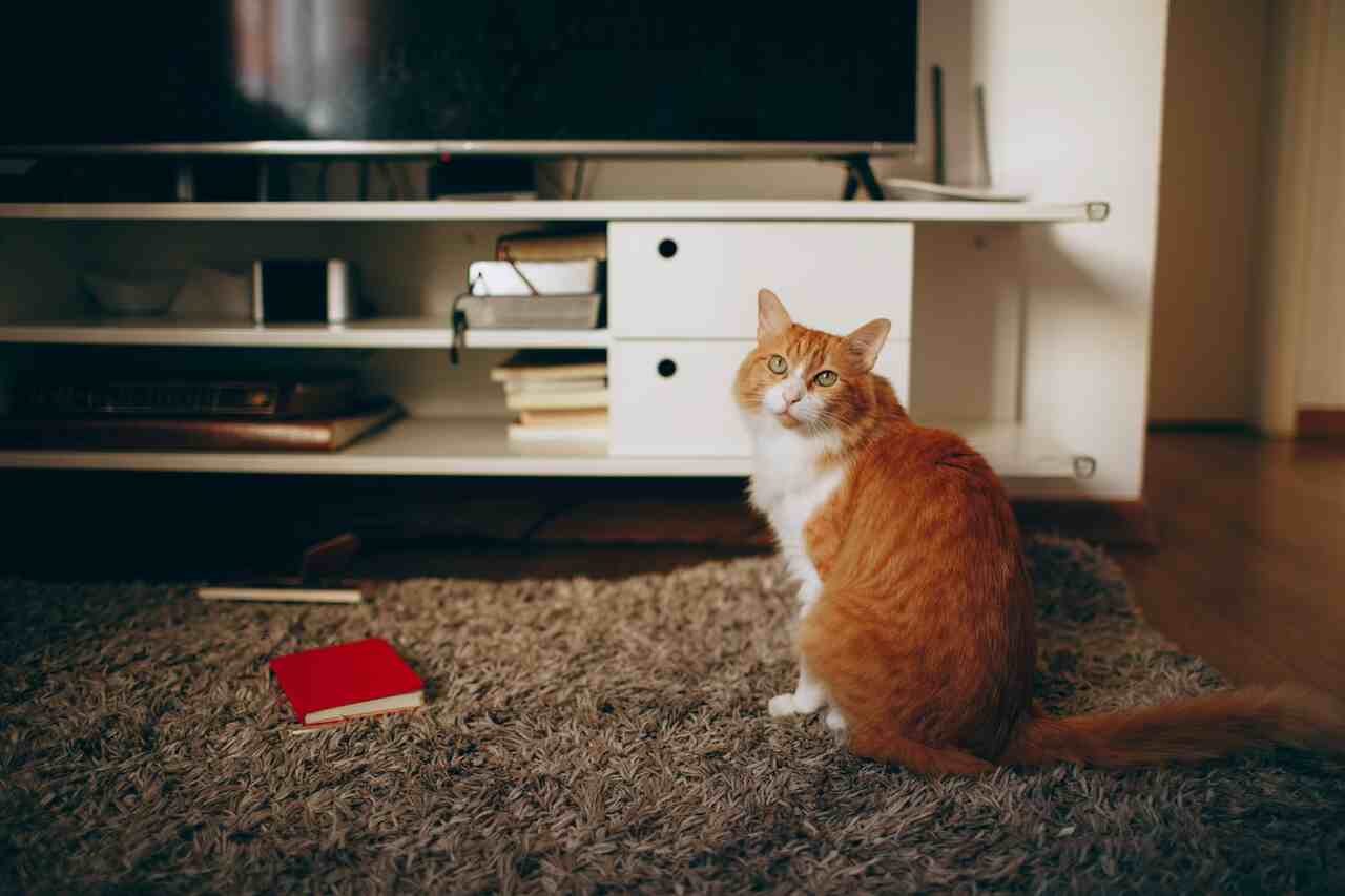 Especialista explica por que gatos gostam de ver TV e se isso é bom
