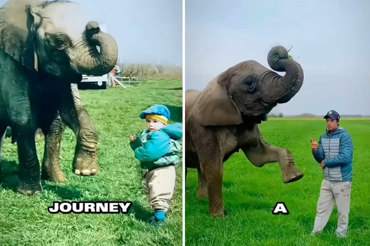 Vídeo incrível registra elefante que brinca, protege e até dá banho em humano