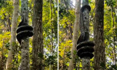 Vídeo flagra técnica impressionante de píton gigante para subir em árvore